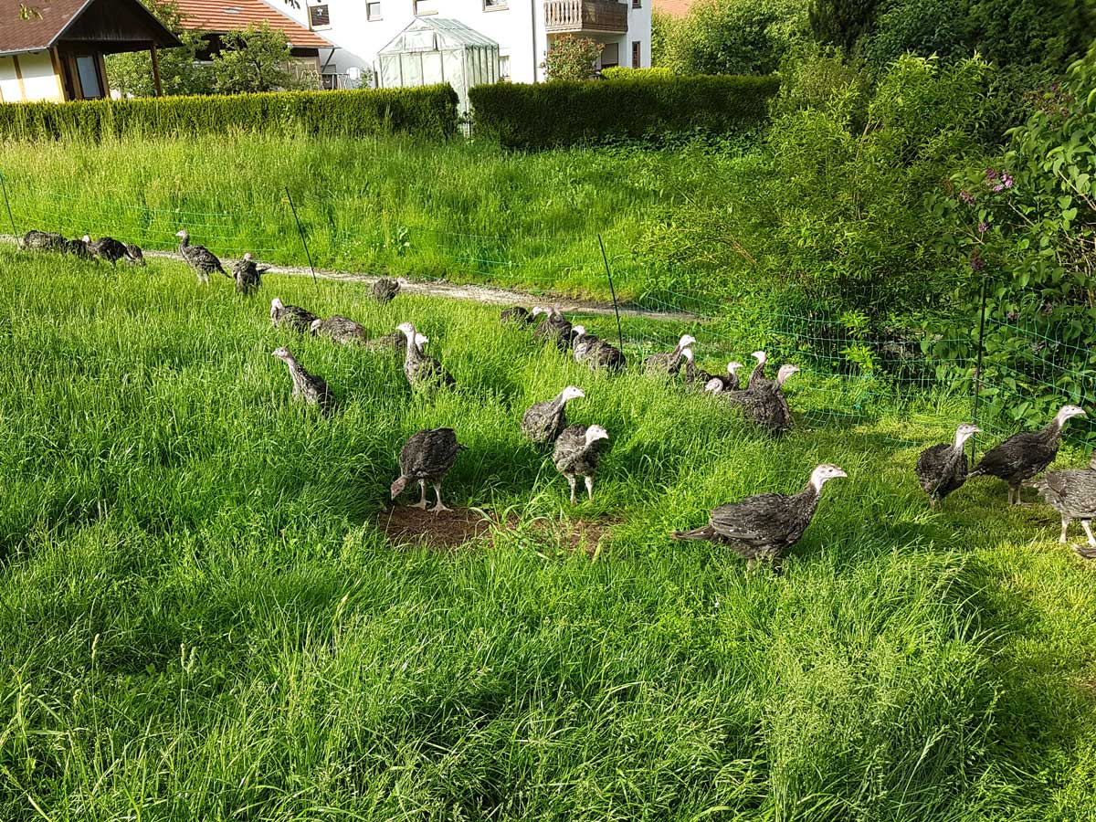Unsere Puten