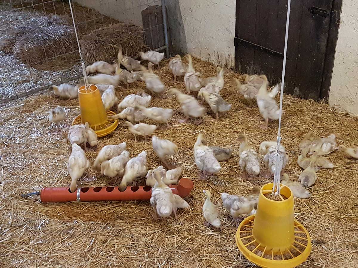 Unsere Gänse dürfen erst raus, wenn sie ihr richtiges Federkleid haben.