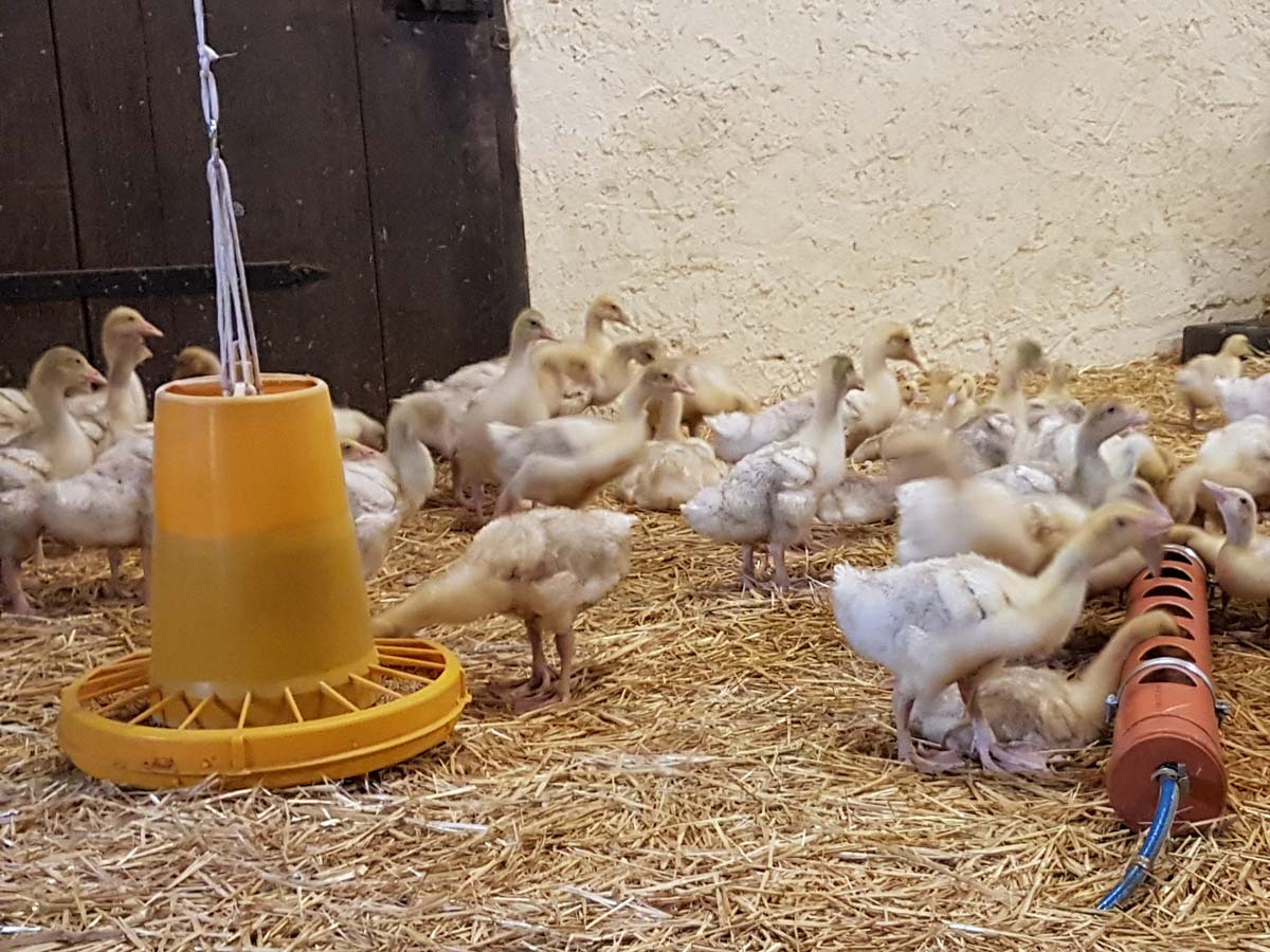 Unsere Gänse dürfen erst raus, wenn sie ihr richtiges Federkleid haben.